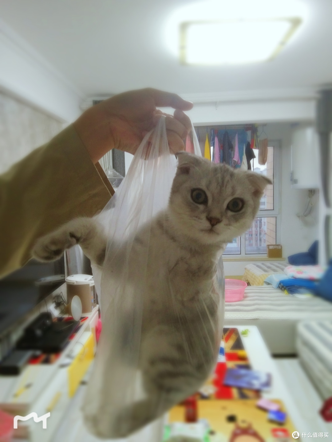 花式溜猫2