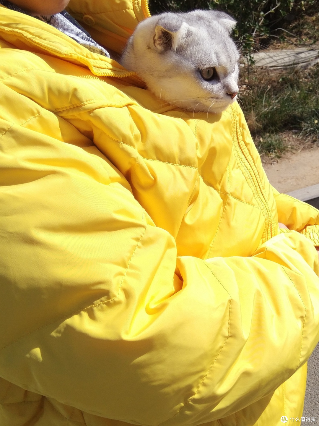 花式溜猫3