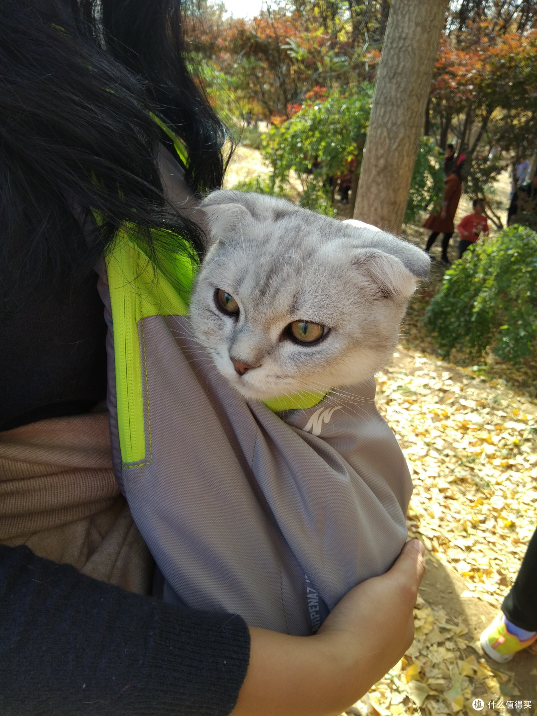 花式溜猫4