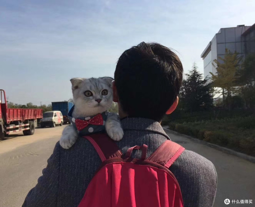 花式溜猫5