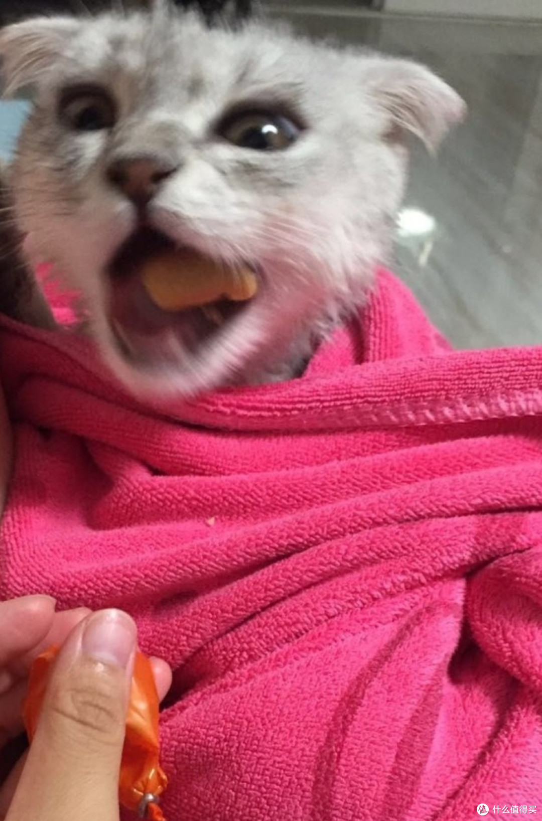 第一次吃到猫用火腿肠
