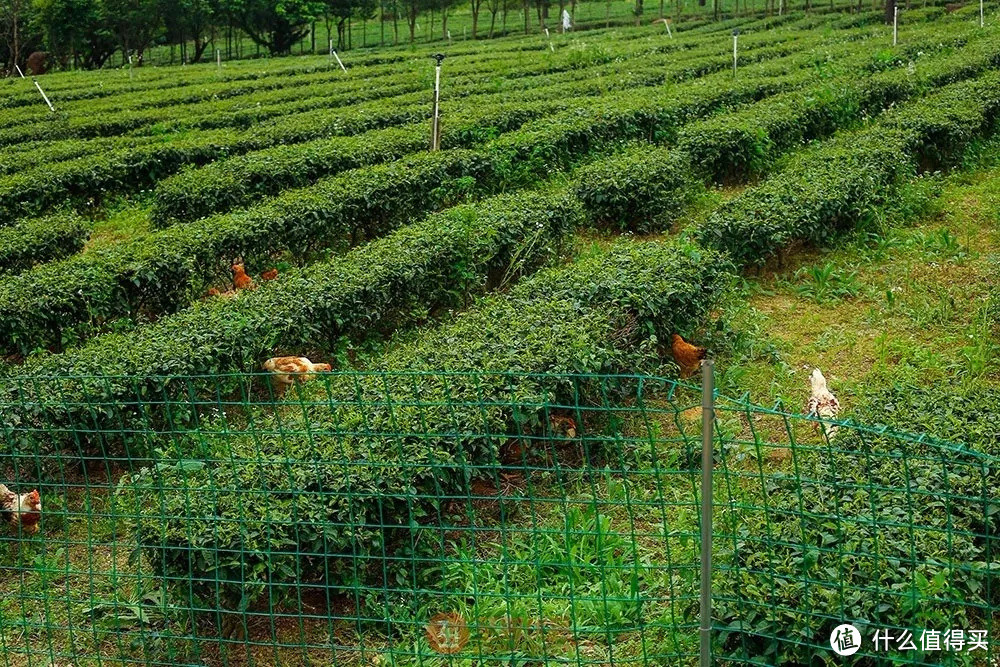 周总理都称赞的茶，就在海丰莲花山！