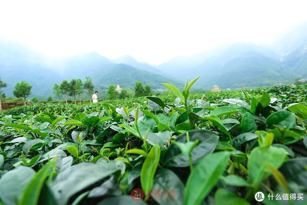 周总理都称赞的茶，就在海丰莲花山！