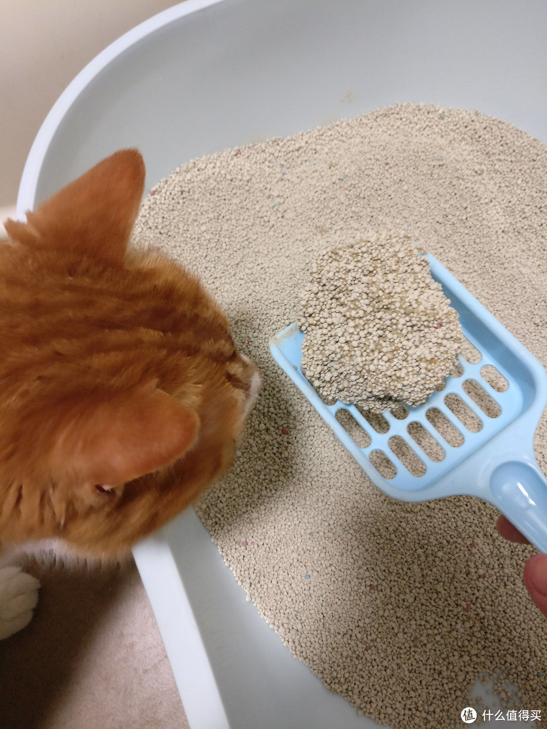 强力除臭降低铲屎官呼吸负担——雀巢普瑞纳 TIDY CATS泰迪 即效除臭型猫砂体验