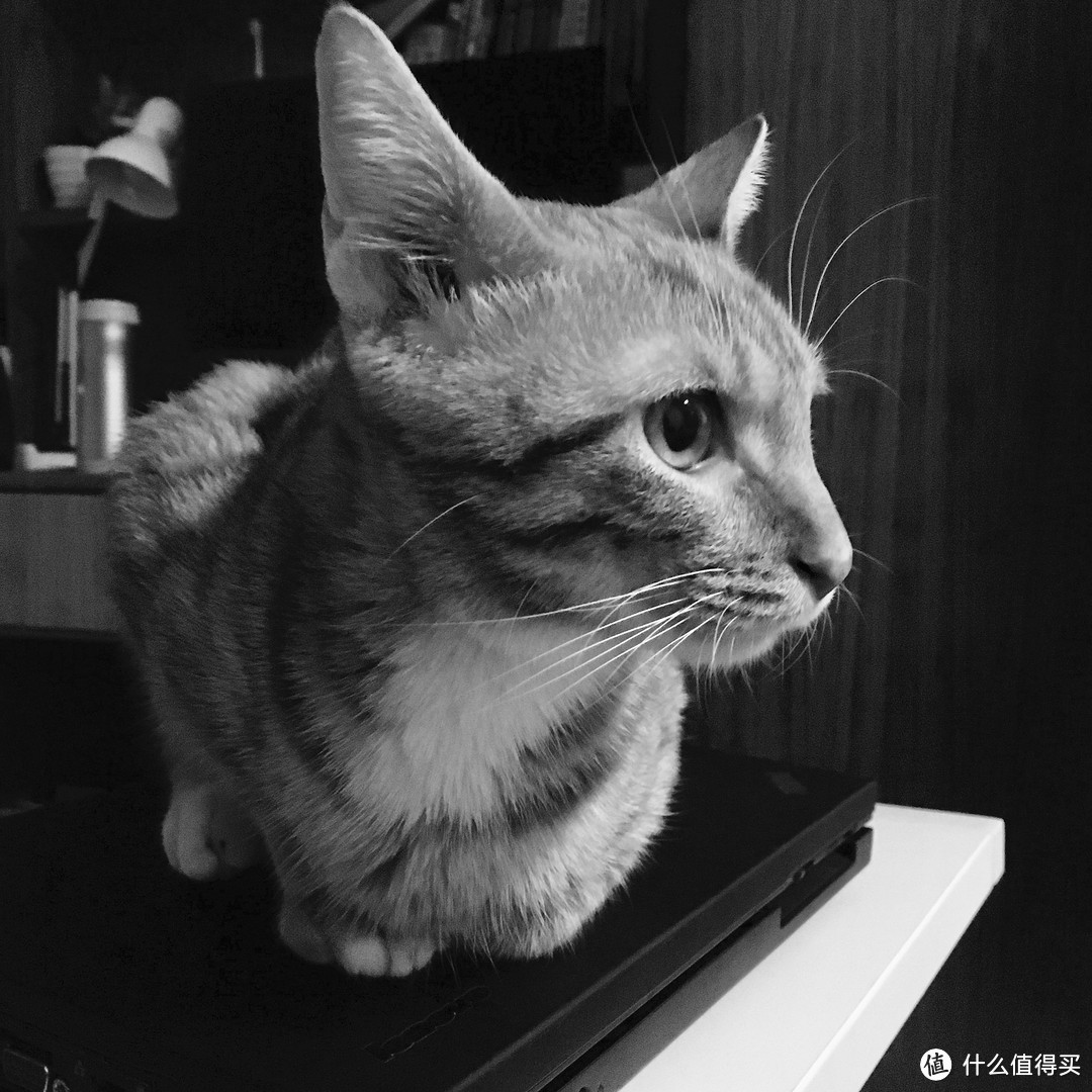 雀巢普瑞纳 TIDY CATS泰迪 即效除臭型猫砂 是不是真除臭?且听我道来