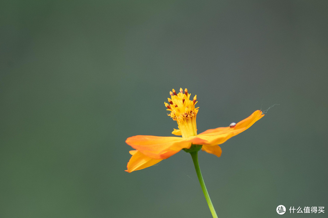 在300mm端的微距模式拍摄，自动模式，光圈f/5.6，快门1/500，iso400。花瓣上的蛛丝清晰可见。用大几千拍出来会觉得是理所应当，但是用几百块的镜头拍出来就会喜出望外了。