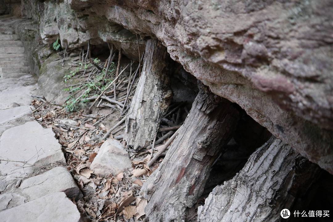 你知道吗，这里有华北地区的最后一片原始森林