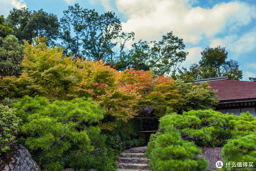 故地重游，漫步嵯峨野