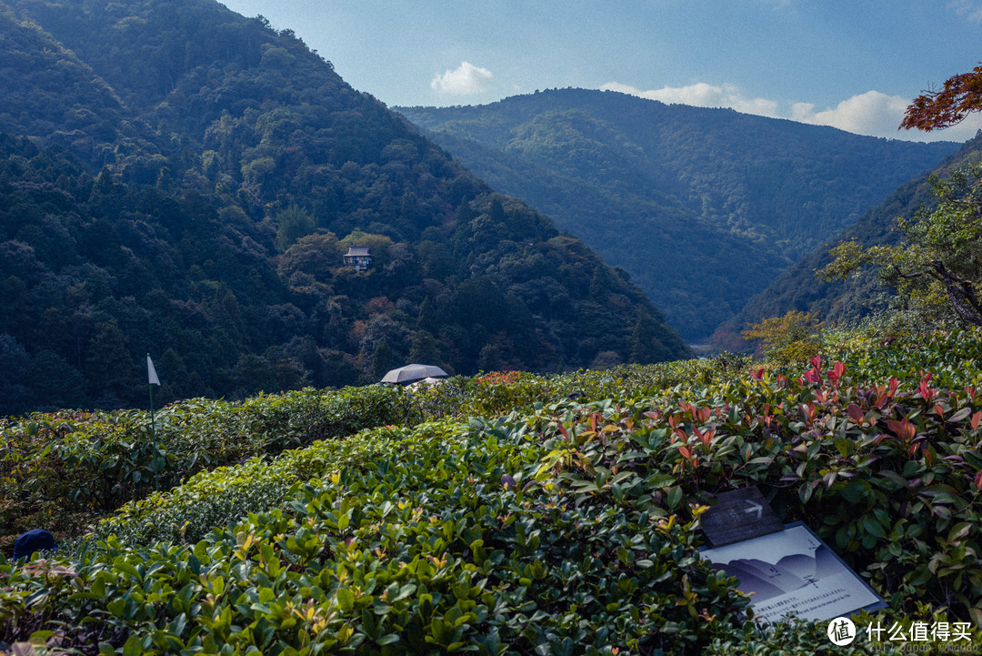 故地重游，漫步嵯峨野