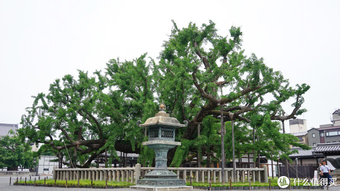 关西打卡—京都|奈良|大阪