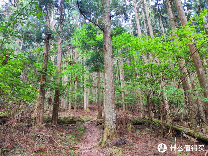 重走空海大师往返高野山之路——高野山町石道完走记录