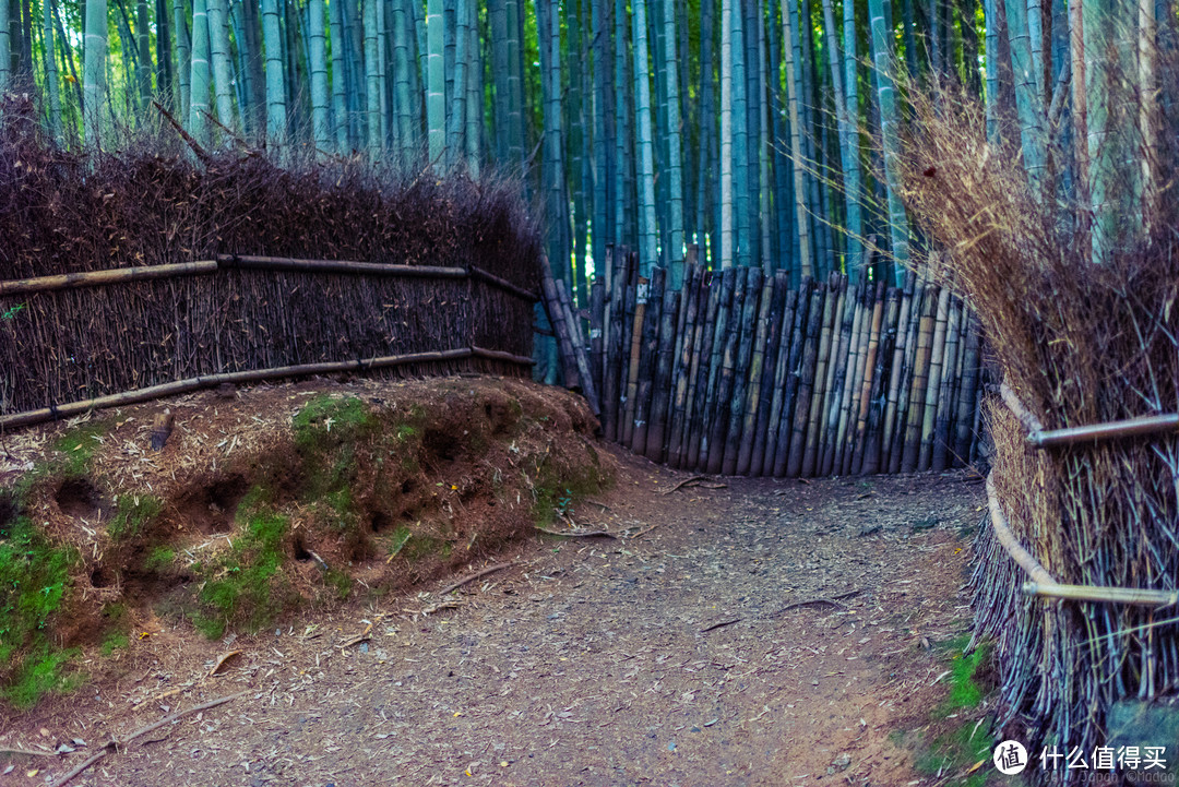 故地重游，漫步嵯峨野