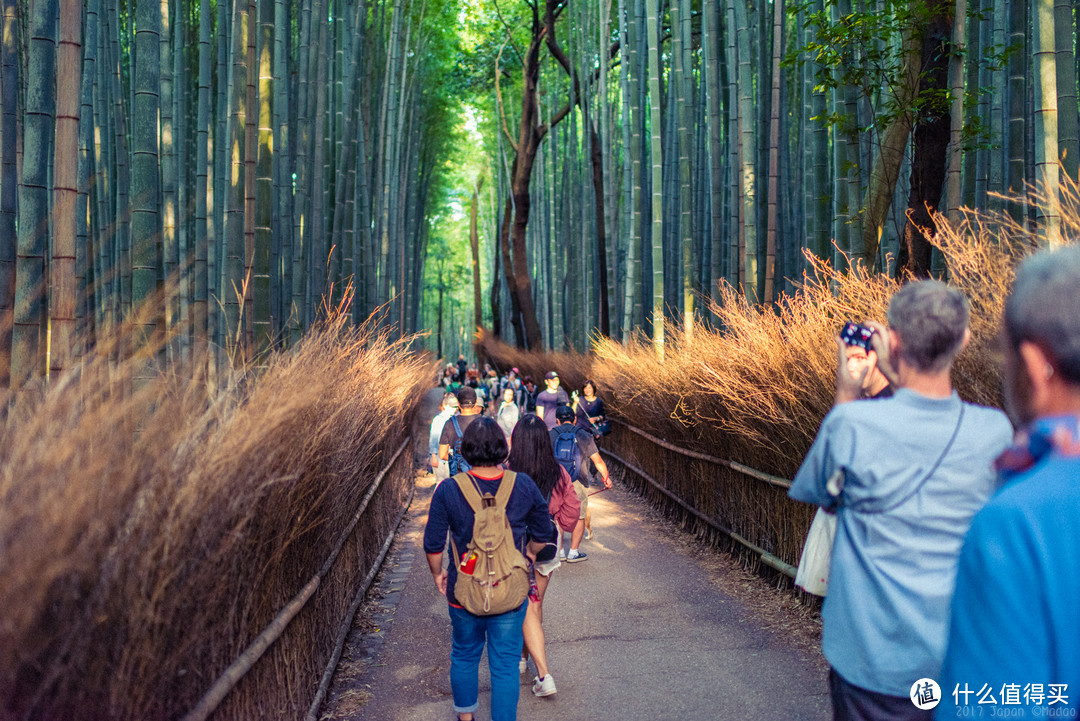 故地重游，漫步嵯峨野