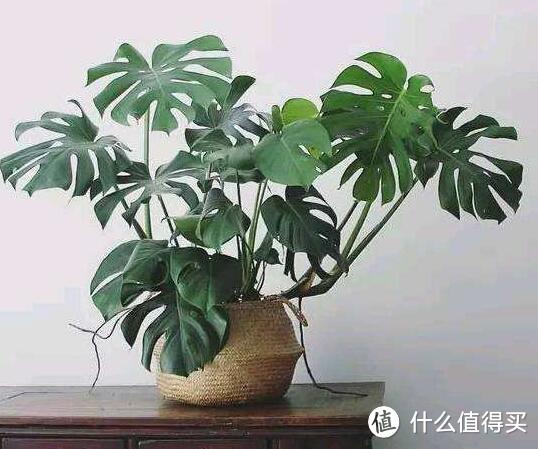 客厅就养这4种植物，大气又漂亮