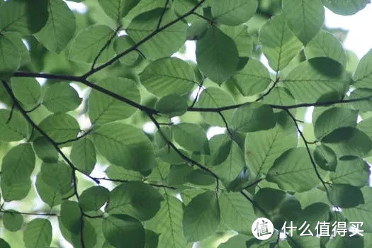 好物推荐︱悦己悦人，夏日更精致些些