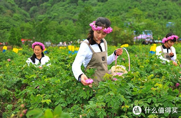 玫瑰花精油详解01——正宗的大马士革玫瑰精油在哪里？