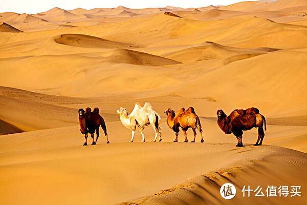 沙漠骆驼火了，其实沙漠还有火车旅馆