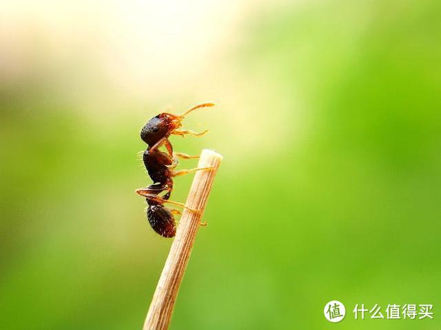 小昆虫，出大片—手机拍好微距照片的5个要领