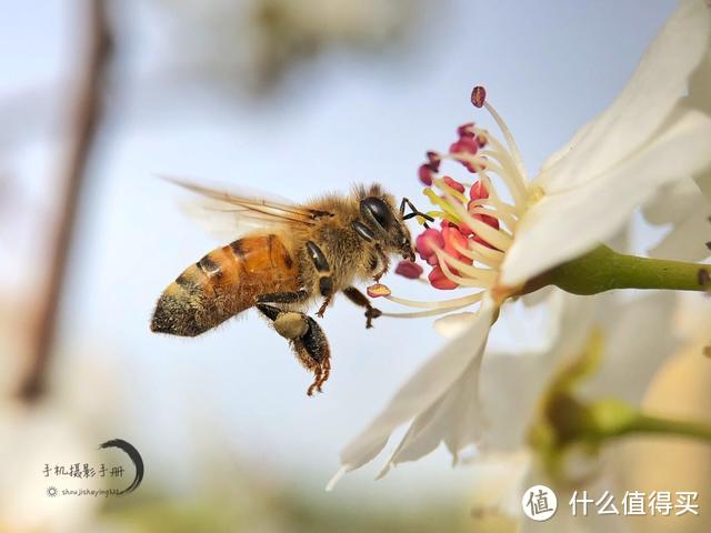 小昆虫，出大片—手机拍好微距照片的5个要领