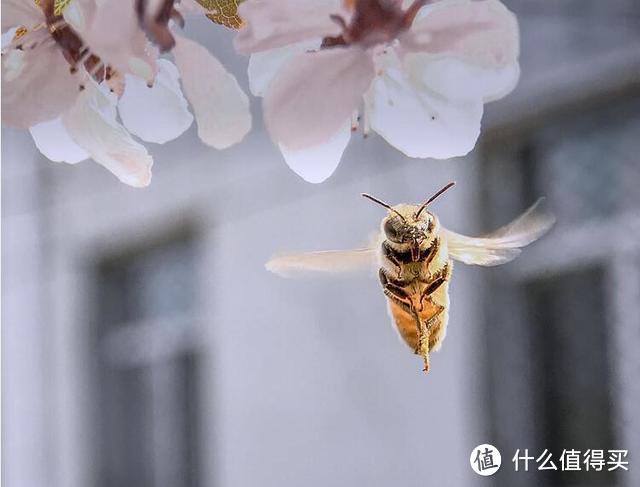 小昆虫，出大片—手机拍好微距照片的5个要领