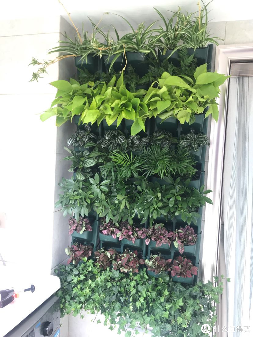 价格低！超简单！极易养护的植物墙！高端酒店立体绿墙搬回家！