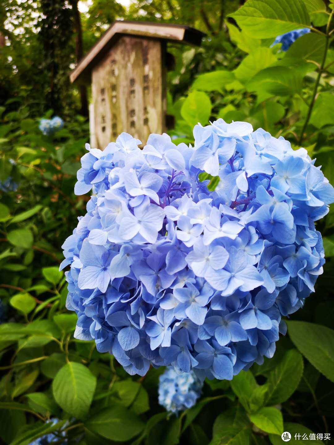 明月院里盛开的紫阳花，初夏的感觉