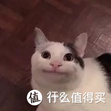 不看对不起猫主子！小户型养猫指南