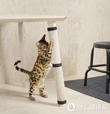 不看对不起猫主子！小户型养猫指南