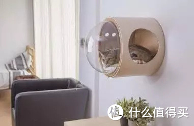 不看对不起猫主子！小户型养猫指南