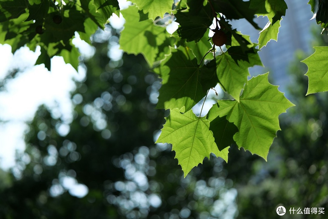 △1/3200s;F1.4;ISO100