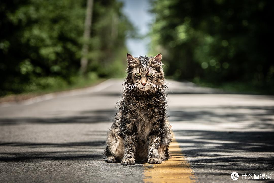 丧尸小猫咪