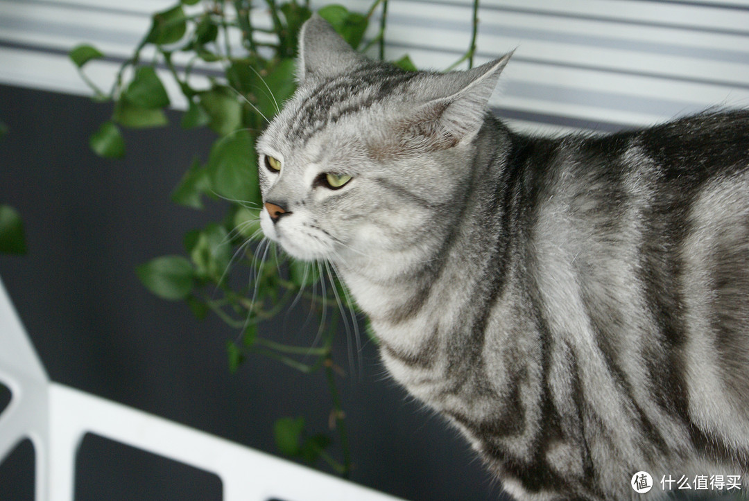 深度洁癖铲屎官的终极选择--TIDYCATS泰迪 即效除臭型猫砂，空气清新尽情吸猫～