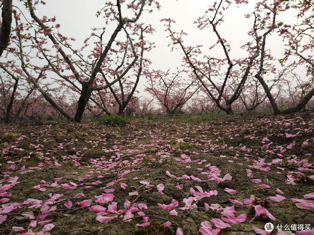 自家窗外的三生三世十里桃花