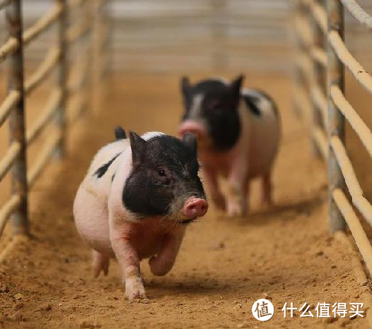 炎炎夏日喝什么，锅巴西施带您走进十款网红饮品。。