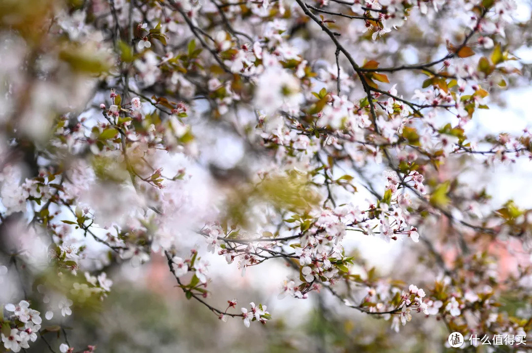 单评 | 尼康 Z 24-70mm F4 S