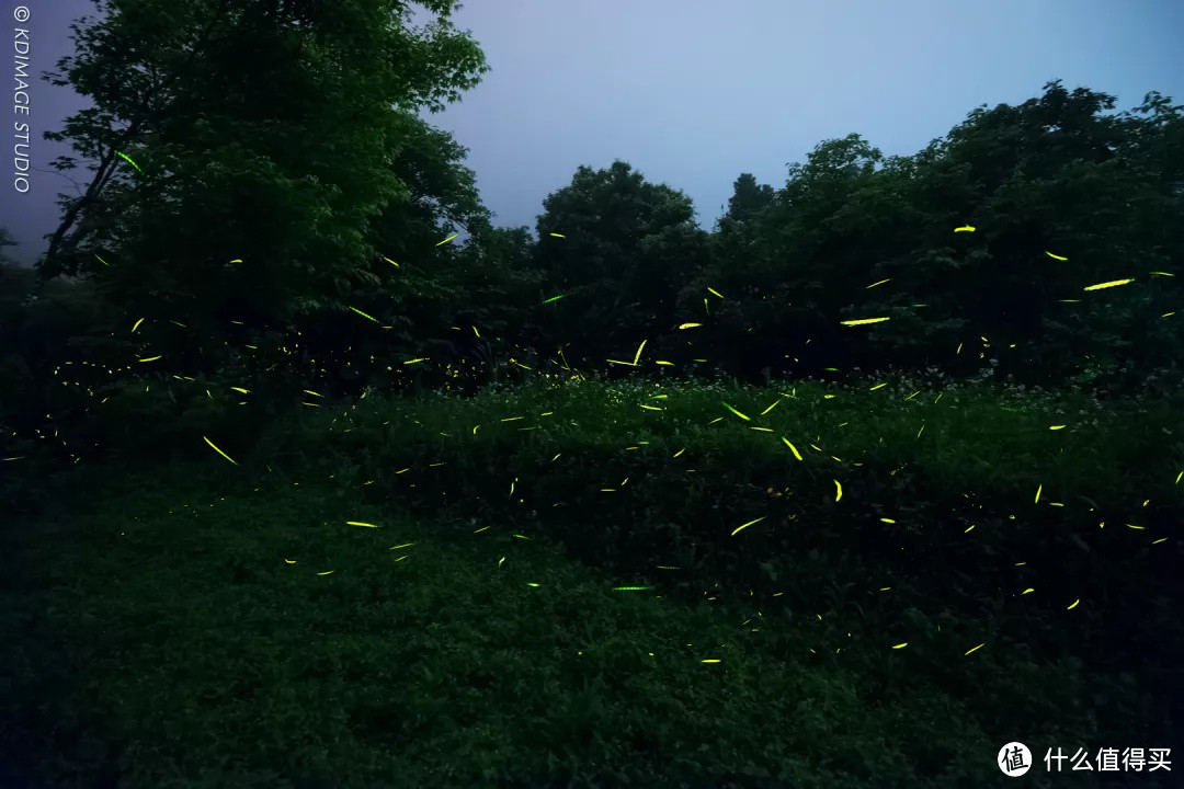 萤火虫行摄指南：浪漫的夜间小精灵上线啦！