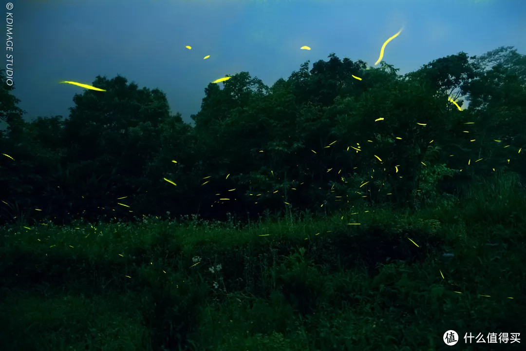 萤火虫行摄指南：浪漫的夜间小精灵上线啦！