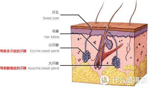 夏天汗臭很尴尬？几款香香的好物，完美解决异味问题！附6款男香推荐