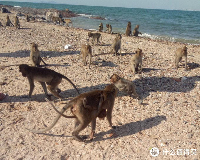 在芭提雅想要出海游玩，你有哪些海岛可以选择