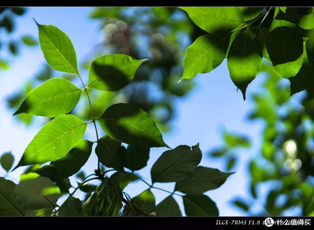 单评 | 唯卓FE口自动对焦版85mm F1.8