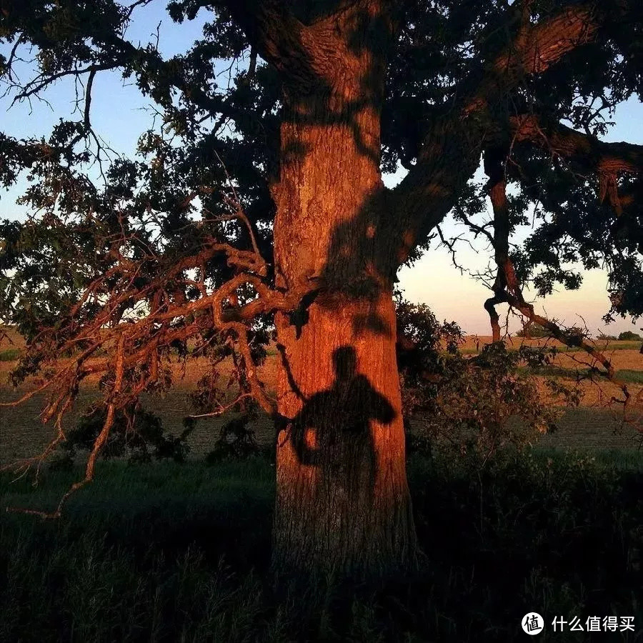 一台手机，一棵树，他拍出了惊艳世界的作品