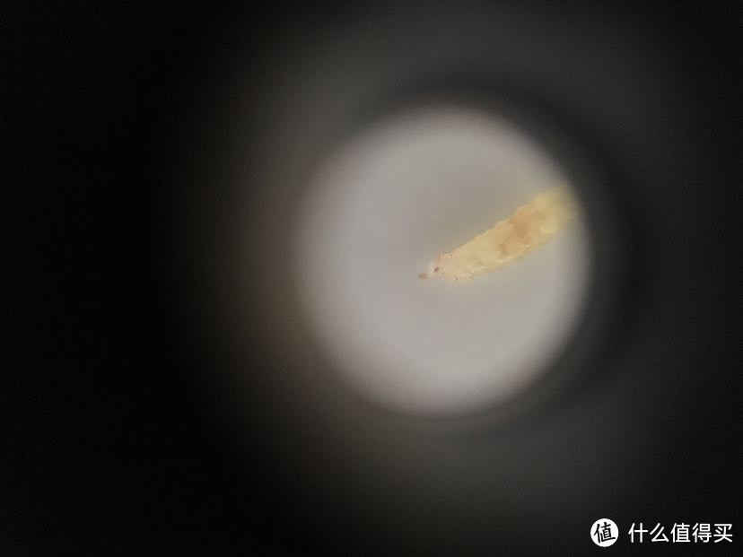 浙江台州的仙居杨梅（个头真和黄乒乓球一般大小的）有虫的杨梅才是好杨梅么
