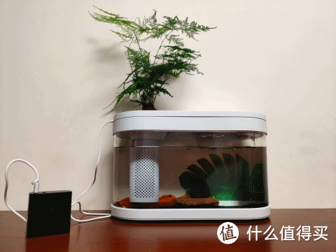 一个鱼缸一条龙，灯光制氧循环排水统统搞定之  “画法几何”鱼缸使用记