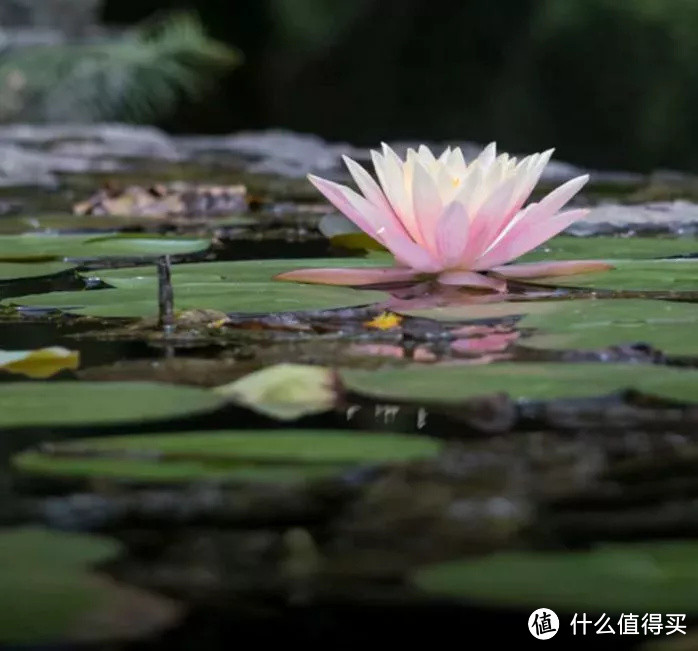 摄影基础知识：如何拍好荷花？