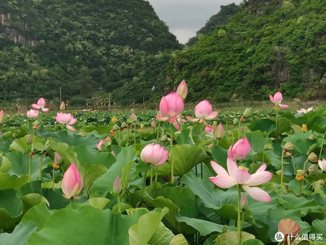 摄影基础知识：如何拍好荷花？