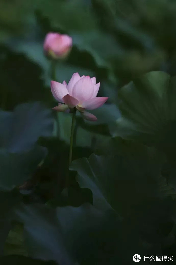 摄影基础知识：如何拍好荷花？