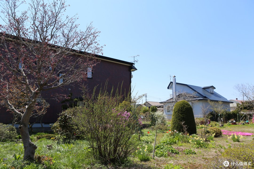 【函馆-北斗-松前城-洞爷湖-札幌-小樽】——徒步七小时只为樱回廊