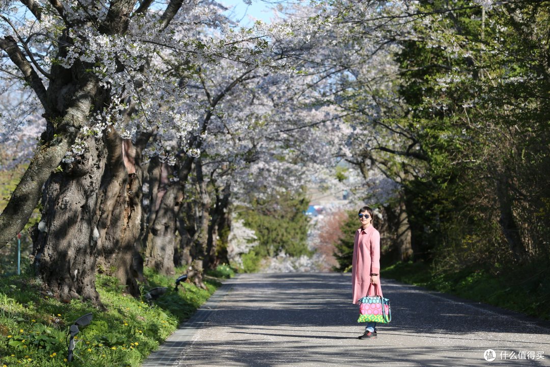 【函馆-北斗-松前城-洞爷湖-札幌-小樽】——徒步七小时只为樱回廊