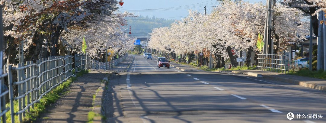 【函馆-北斗-松前城-洞爷湖-札幌-小樽】——徒步七小时只为樱回廊