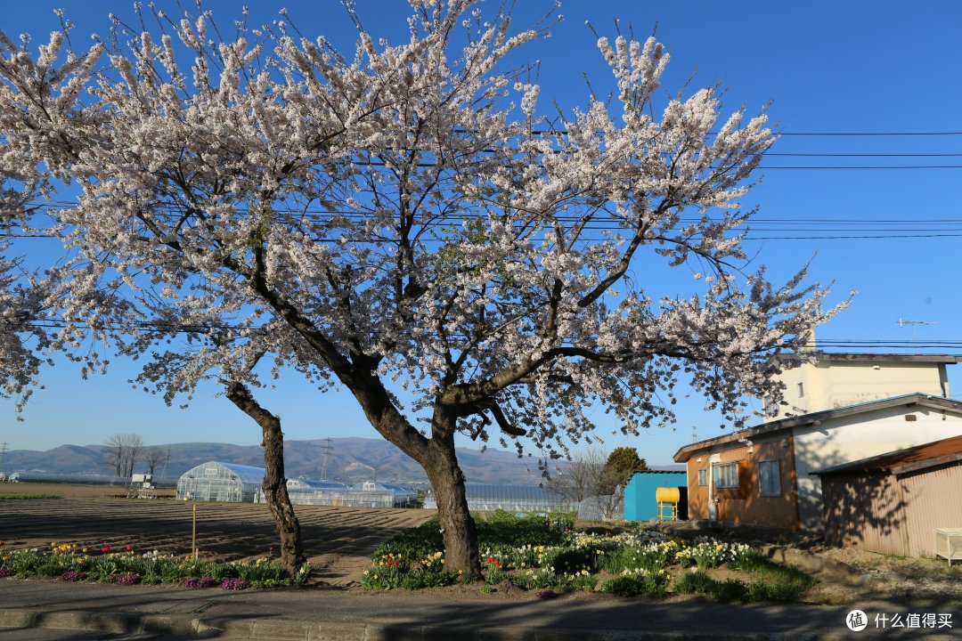 【函馆-北斗-松前城-洞爷湖-札幌-小樽】——徒步七小时只为樱回廊